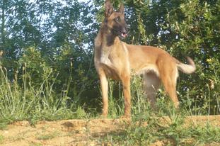 Cheyenne des grottes de la plaine