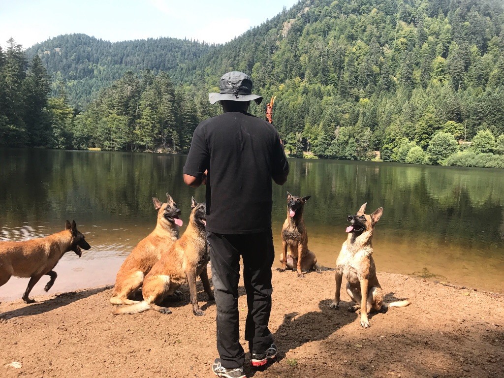 Mes Chiens en Balade