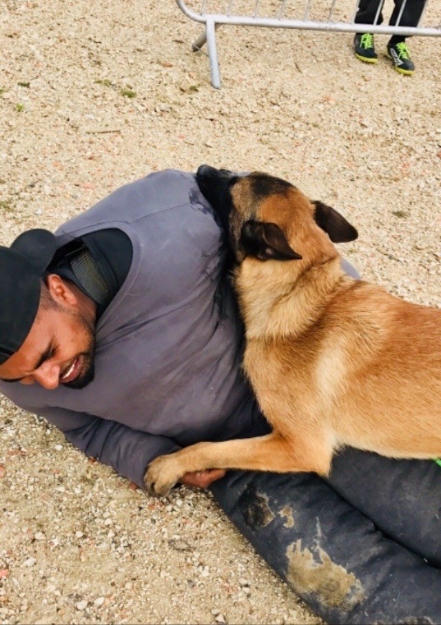 Dressage k9(Protection-Détection-Intervention)